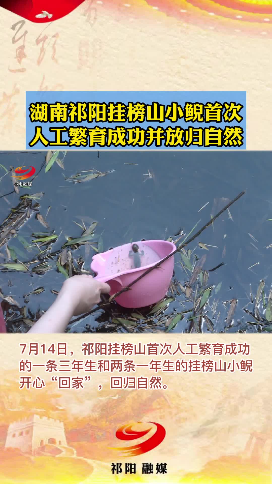 祁阳挂榜山小鲵首次人工繁育成功