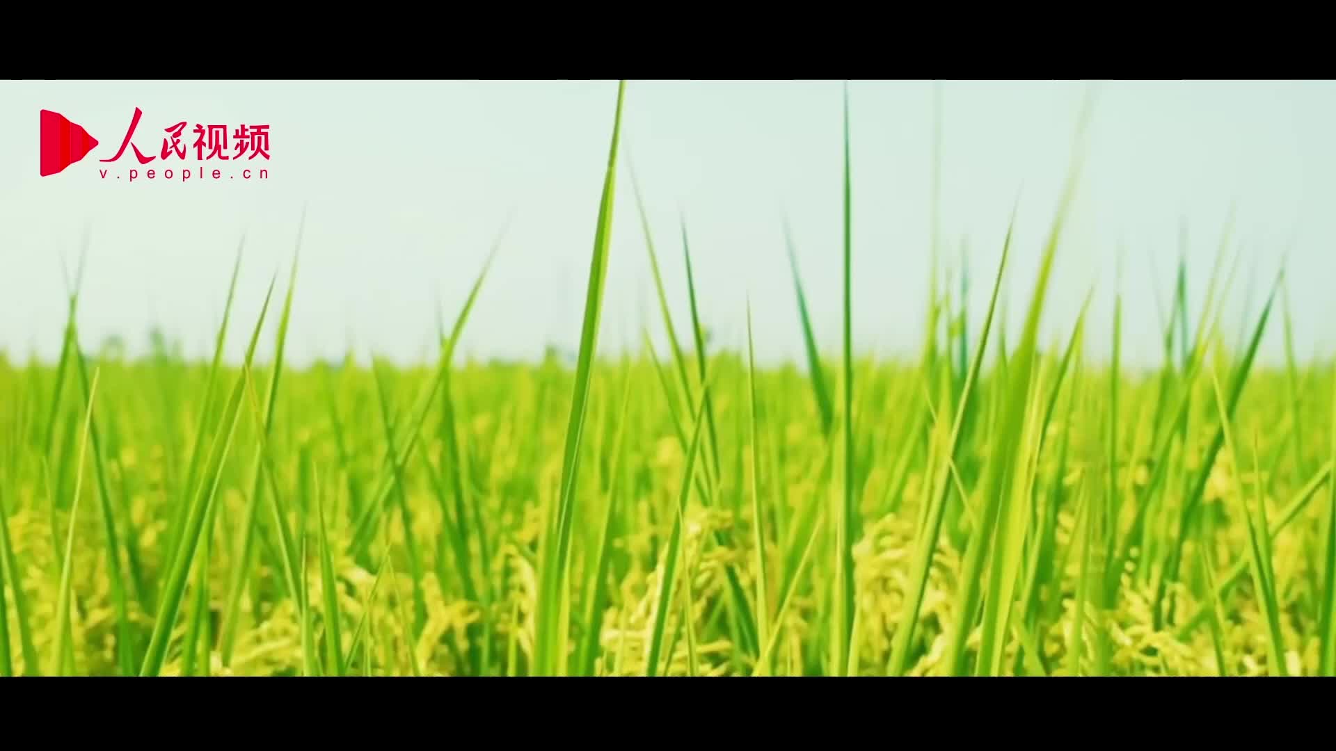 宁夏篇 贺兰山下稻花香