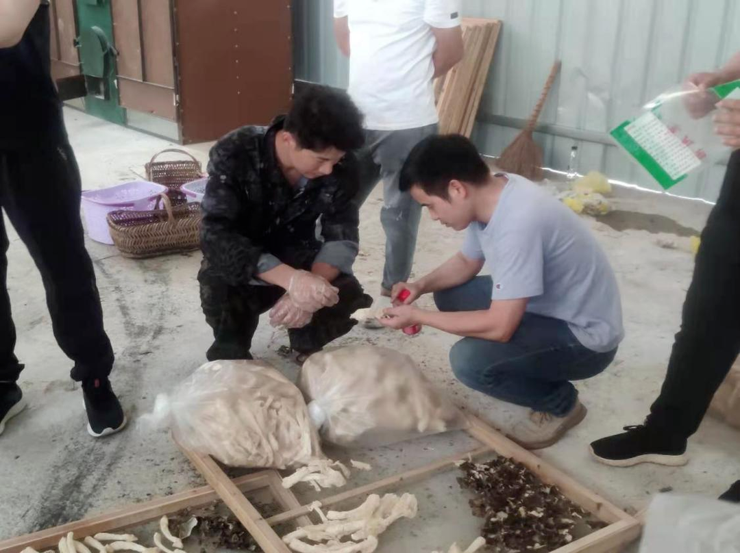【科技兴祁】竹荪种植助力农民致富增收