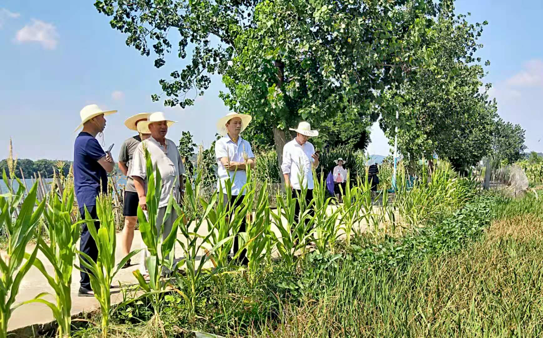 祁阳:农业专家支“新招” 田间地头开“良方”
