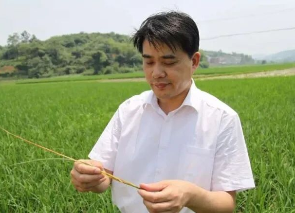 祁阳人｜湖南农业大学博士生导师柏连阳教授当选中国工程院院士！