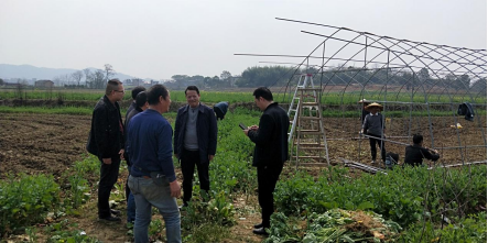 祁阳市全力落实新增大豆玉米带状复合种植面积2.1万亩