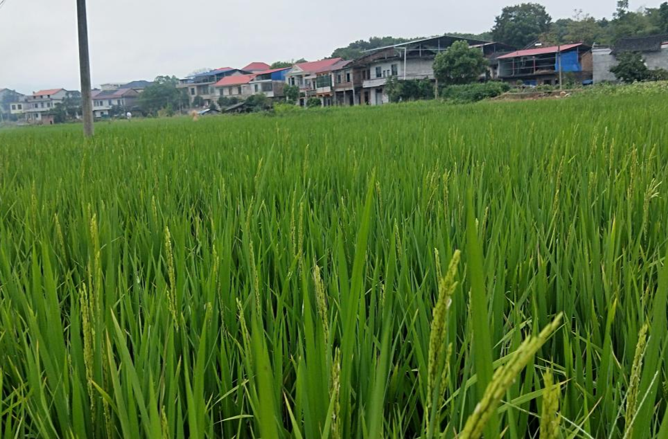 祁阳：高标准农田建设助力抗旱保丰收