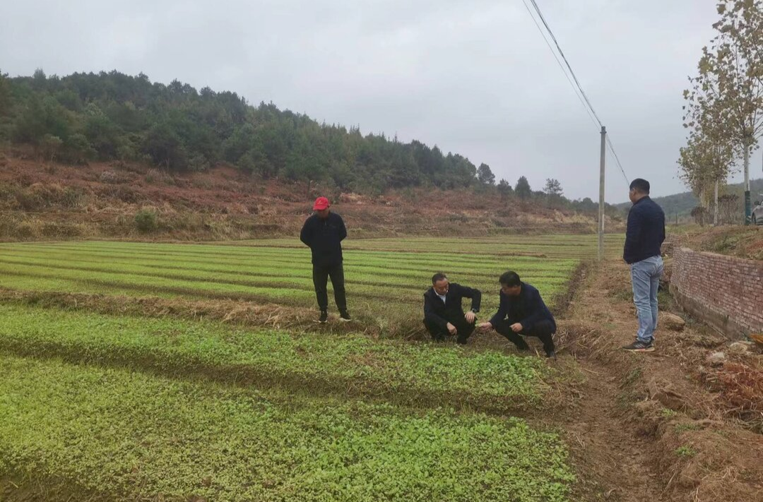 祁阳：艾克海调研指导秋冬农业生产工作