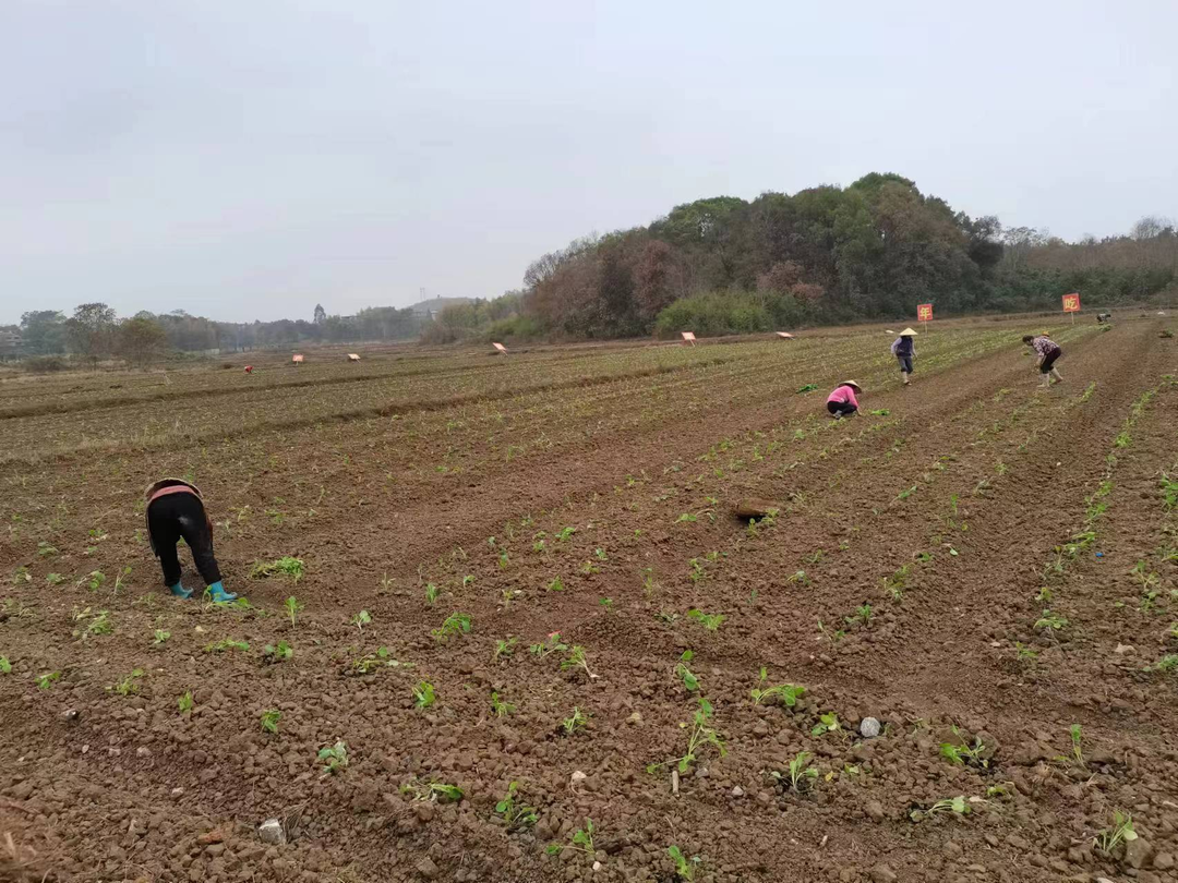 祁阳市白水镇:扎实推进冬季农业生产