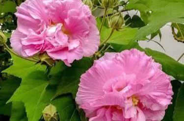 ​芙蓉国评论丨擦亮青少年红色教育底色 全力提升国防教育“双力”