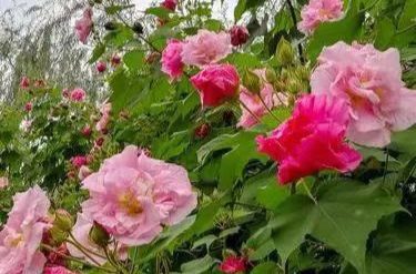 芙蓉国评论丨生而逢盛世 青年当有为