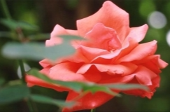 月季花次第开放！冷水滩城区翠竹路邀你打卡！