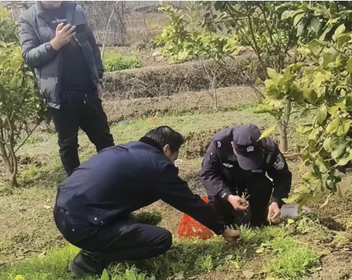 文明铺镇：踏查宣传齐上阵  禁种铲毒在行动