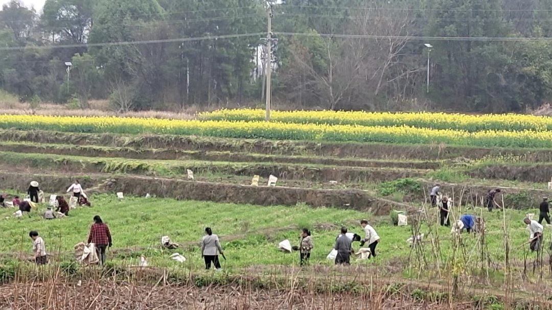 长虹街道苏油坪新村：香芋种植大丰收