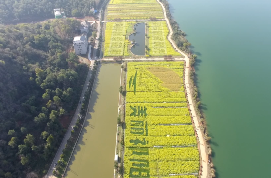 （相约三家村）祁阳市首届油菜花节进入倒计时 各项筹备工作有条不紊进行中