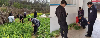 七里桥破获一起非法种植毒品原植物案