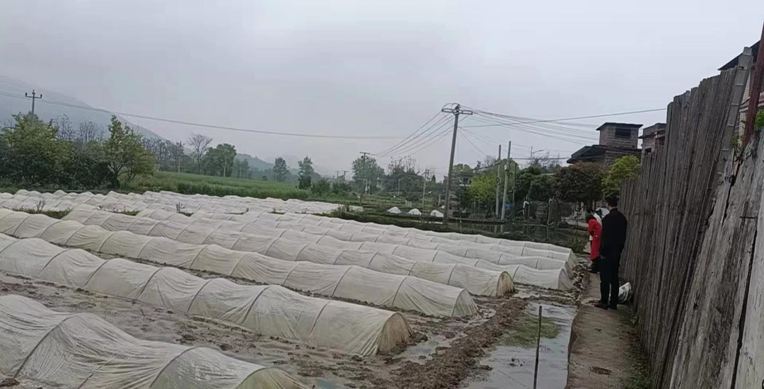 七里桥镇：开展专项督查行动  守护粮食生产安全