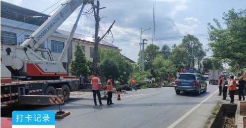 祁阳市公路建设养护中心：集中清理枯树截枝 持续整治道路隐患