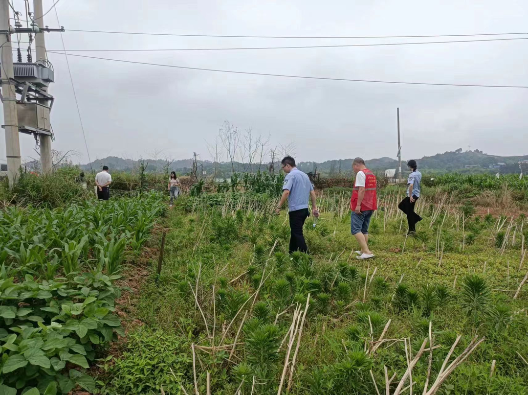 潘市镇开展禁种铲毒踏查专项行动