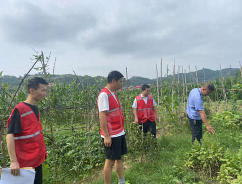 黄泥塘镇开展禁种铲毒踏查行动