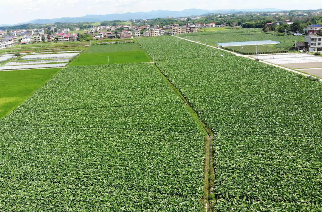 【学思想 强党性 重实践 建新功】祁阳八宝镇：豆角丰收采摘忙 村民增收笑颜开