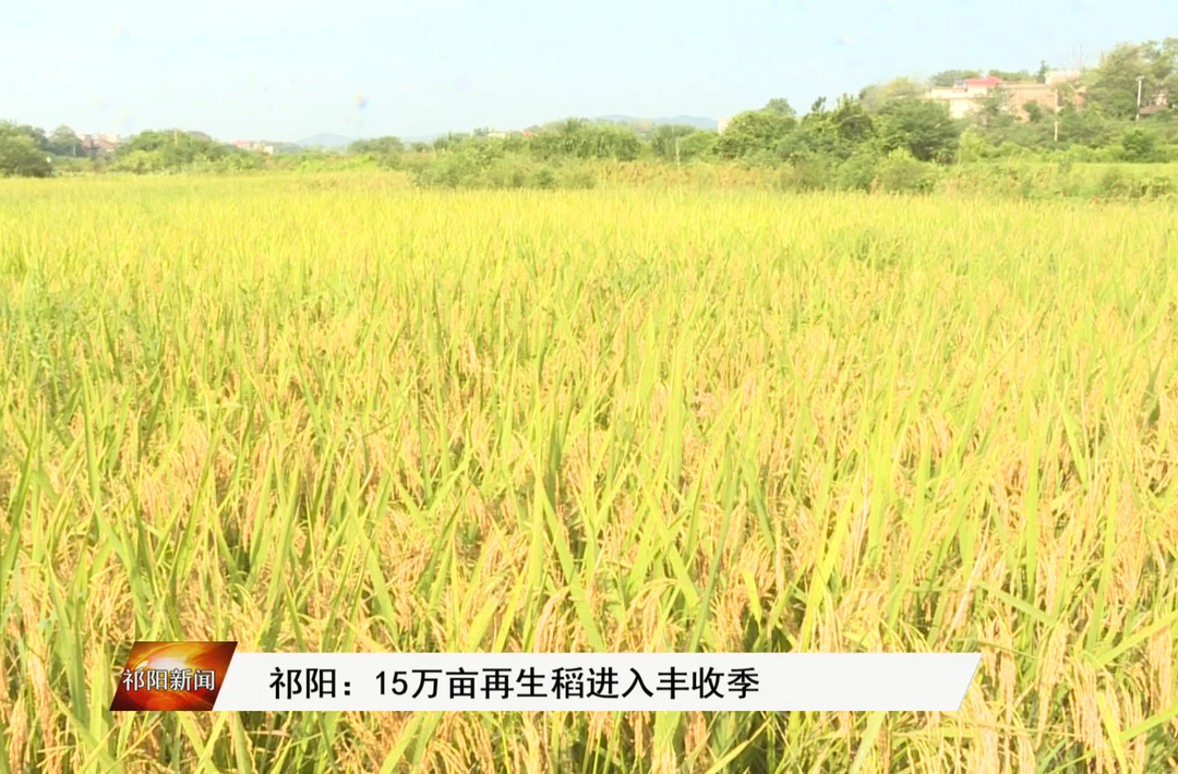 祁阳：15万亩再生稻进入丰收季