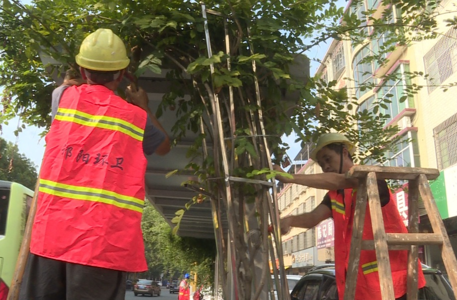 祁阳市环卫园林事务中心对城区公交站台绿化带进行养护维护