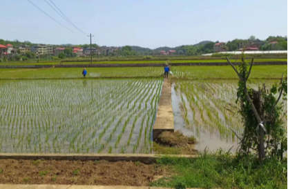 祁阳市农业农村局：全力优化营商环境  助力乡村振兴