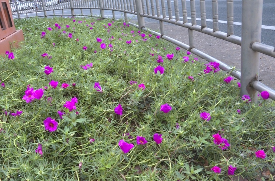 祁阳：鲜花扮靓街道 喜迎国庆佳节