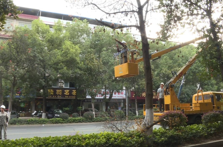 市环卫园林绿化中心开展绿植“理发”迎国庆专项整治行动