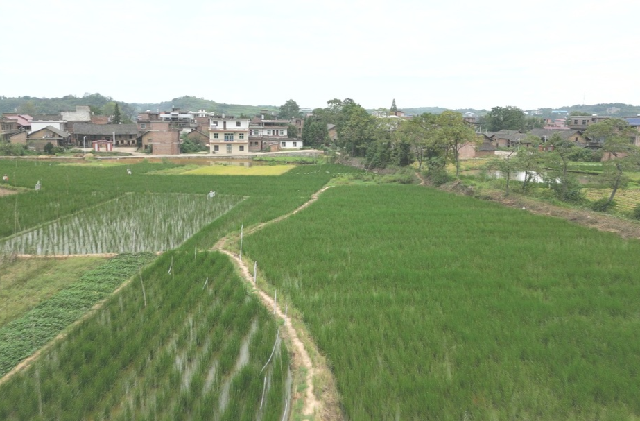 ​﻿​黄泥塘镇80亩马蹄长势良好 丰收在望