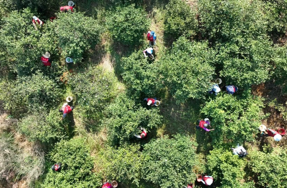 （祁阳山水好 茶油格外香）茶油香溢致富路