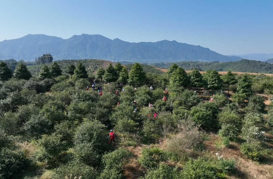 （祁阳山水好 茶油格外香）油茶基地来了一群新闻人