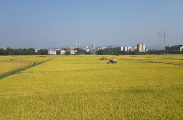祁阳：水稻喝上“益生菌” 农户变身“土老财”
