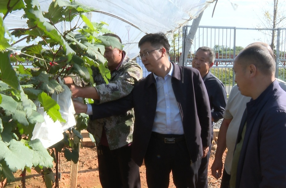 陈小平调研督导巩固拓展脱贫攻坚成果同乡村振兴有效衔接及耕地保护工作