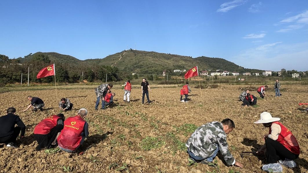 进宝塘镇：党员下田助农栽油菜 在锄地栽苗中悟初心