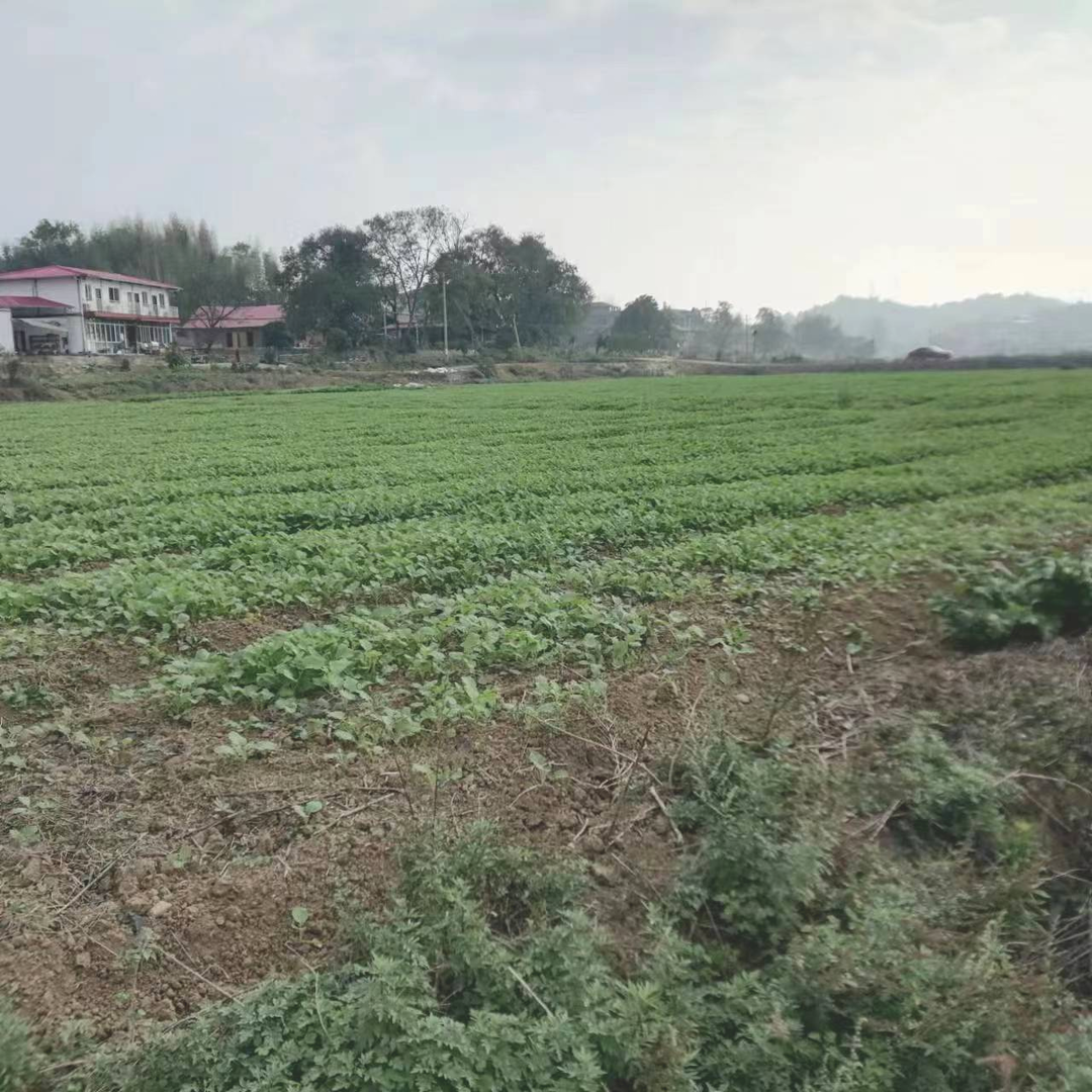 大忠桥镇：抓实秋冬种 油菜育苗忙