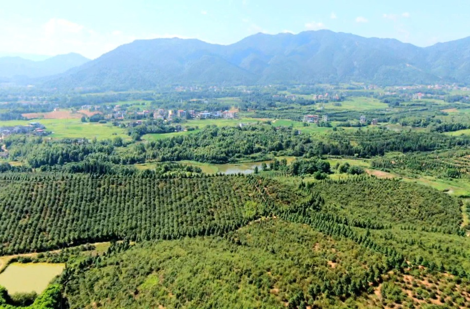 （祁阳山水好 茶油格外香）：持续加强基地建设 推动油茶产业高质量发展