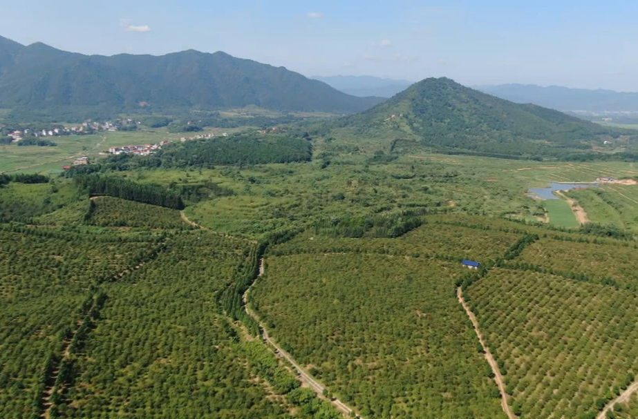 （祁阳山水好 茶油格外香）提升精深加工能力 推动油茶全产业链发展