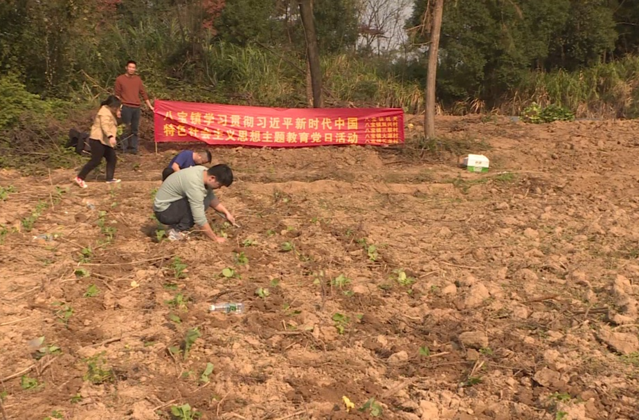 党员助农冬种忙 共绘油菜新“丰”景
