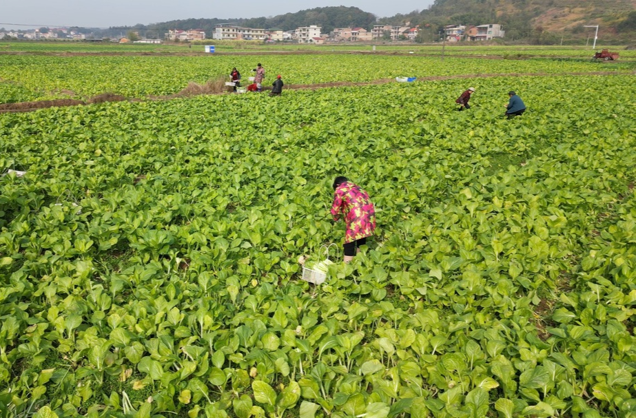 大忠桥镇：“冬闲地”变“增收田” 300亩菜心直供粤港澳