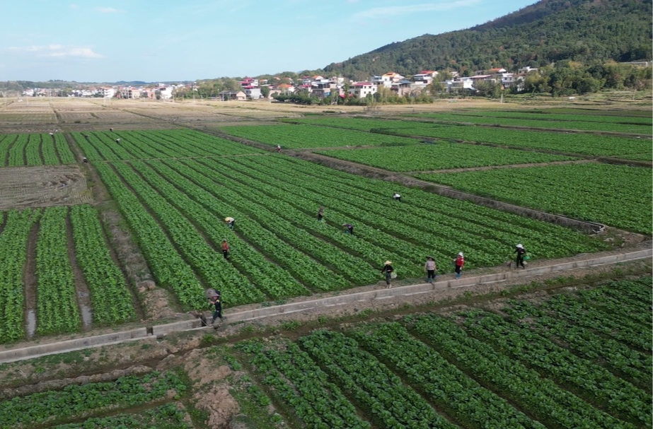 冬种蔬菜喜丰收 田间地头采摘忙