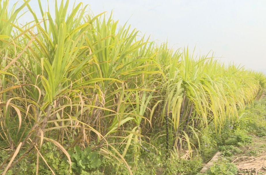 李无难：新品种水果甘蔗迎来丰收