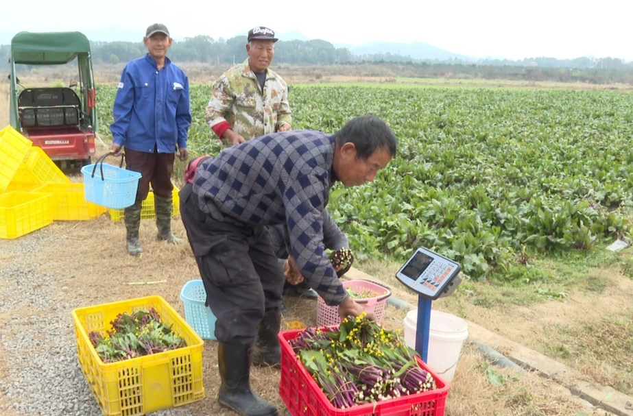 红菜苔丰收采摘忙 村民增收笑开颜