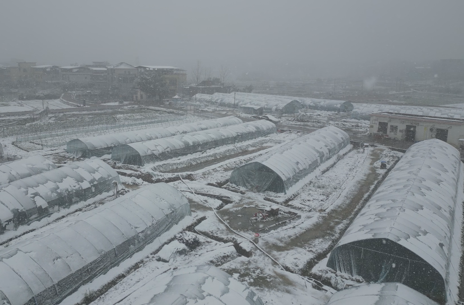 祁阳：农技人员指导种植大棚清雪保温