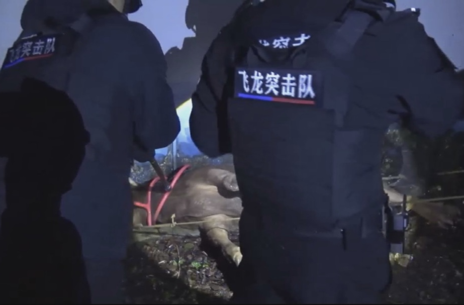 祁阳：一牛发疯乱撞 巡特警紧急支援处置