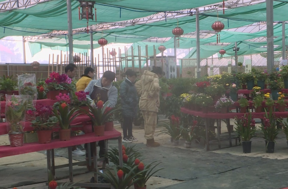 祁阳：年宵花开“年味儿”浓