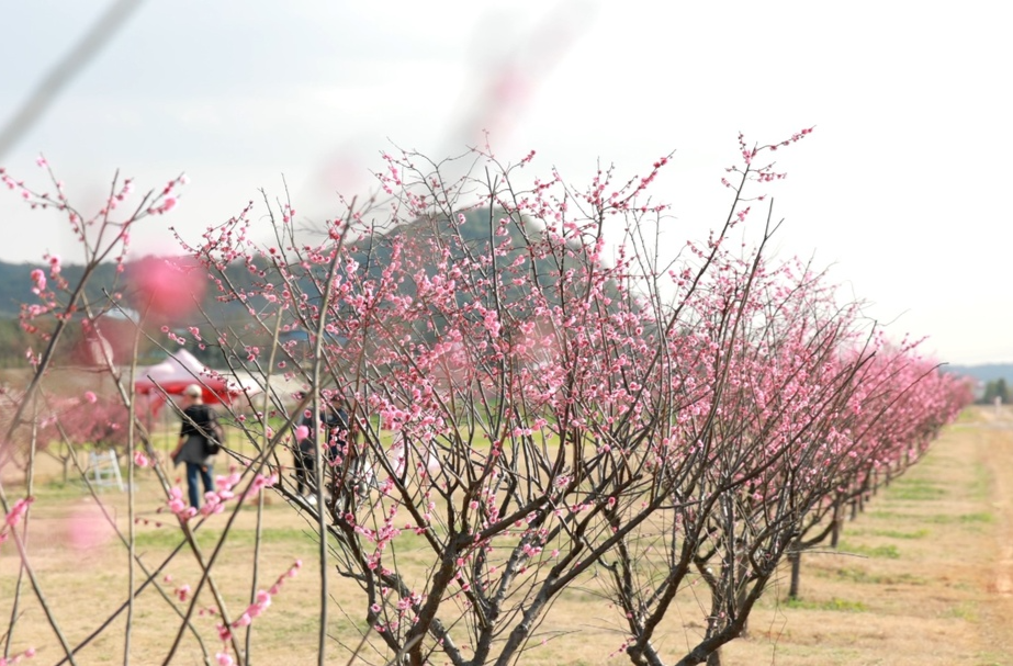 三家村：千株红梅开 游客寻香来