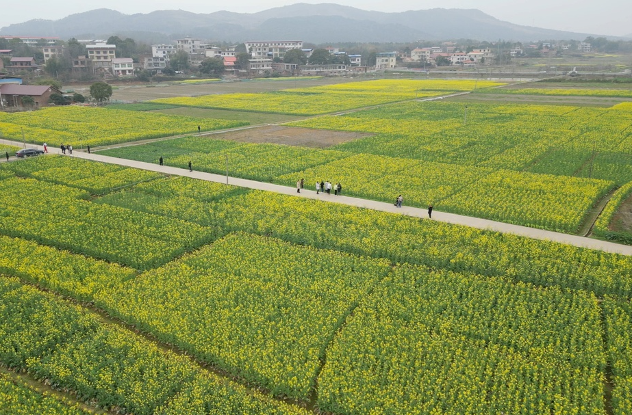 付佳佳邀您来大村甸镇赏油菜花