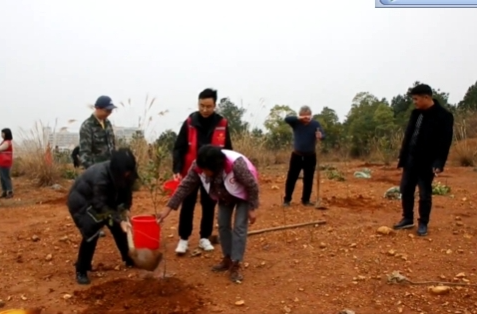 七里桥镇：植树造林添新绿
