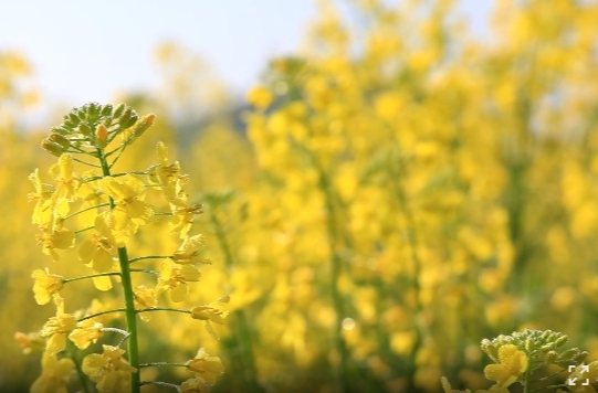 春光灿烂无限好  油菜花开遍地黄
