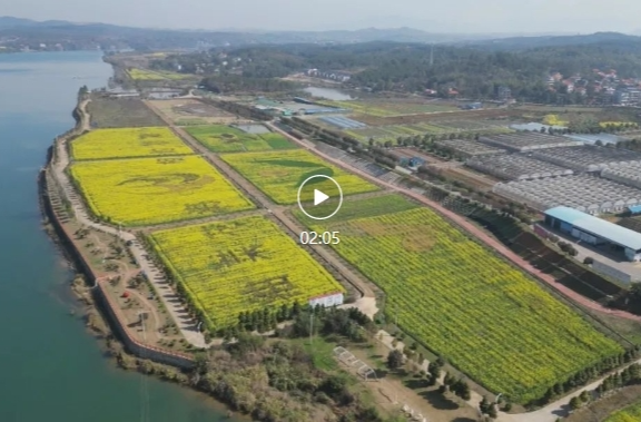 油菜花开增春色 美丽经济促振兴