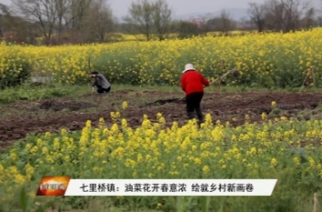 七里桥镇：油菜花开春意浓 绘就乡村新画卷