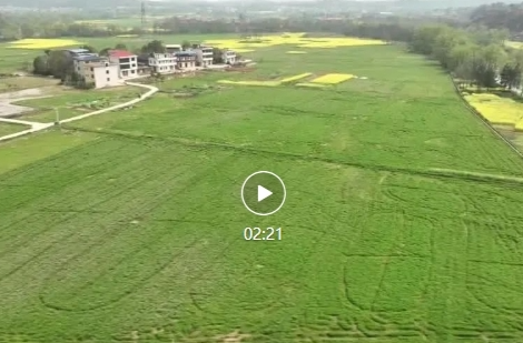 祁阳：绿肥让稻田 “减肥”增效